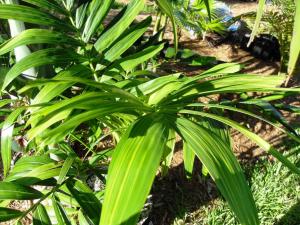 Adonidia merrillii variegated 02 6-20-11.JPG
